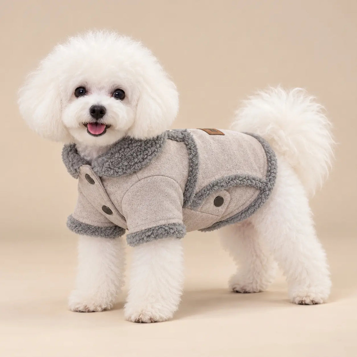 White Bichon standing in a Light Brown plush trim velvet winter dog coat