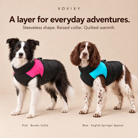 Border Collie in a pink quilted dog vest beside an English Springer Spaniel in the blue colour