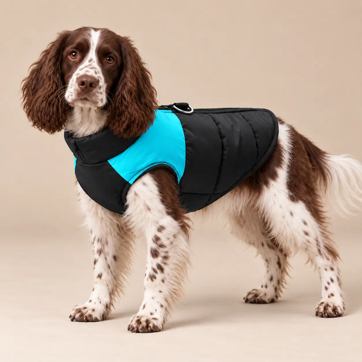 Liver and white English Springer Spaniel wearing the blue and black quilted dog vest