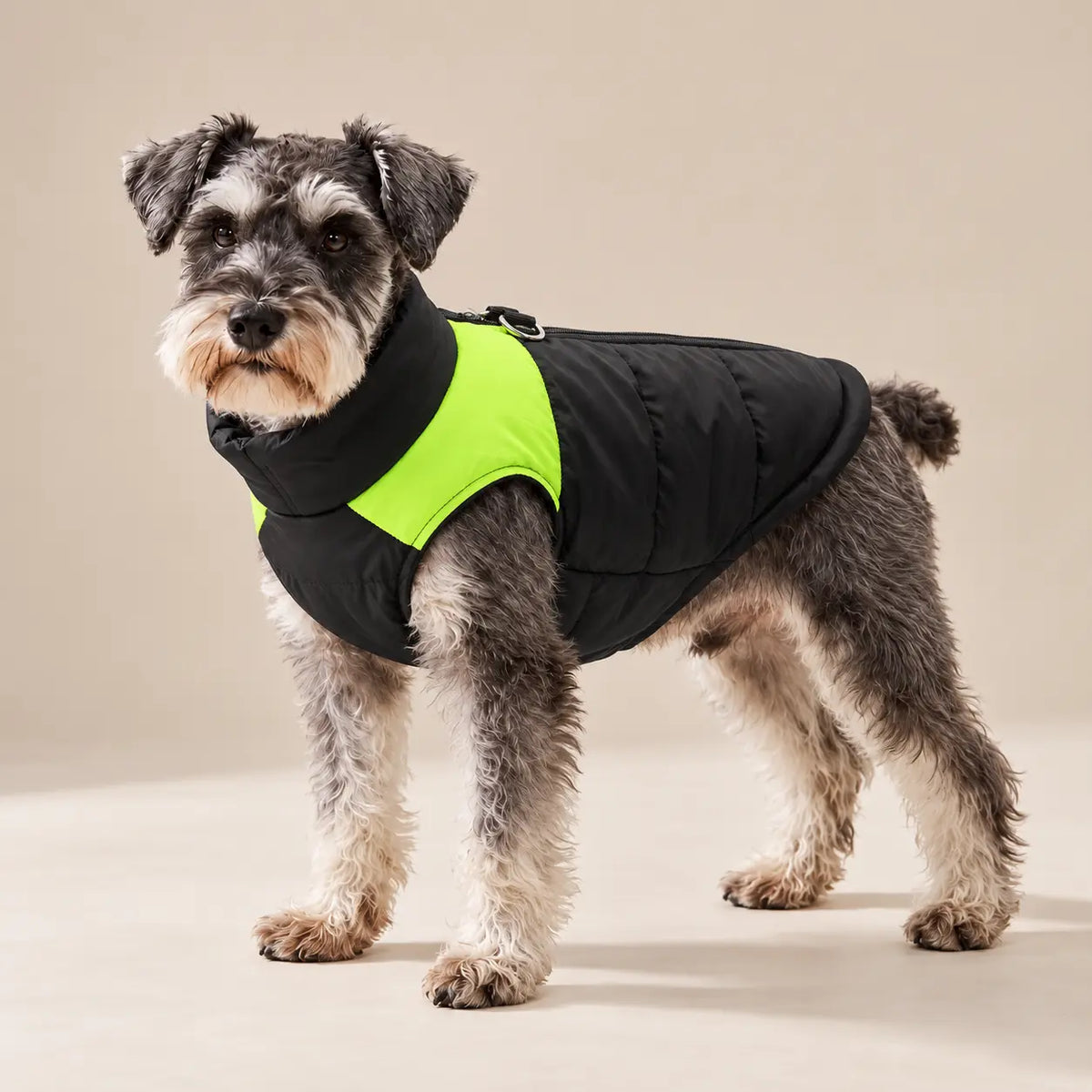 Miniature Schnauzer wearing the green and black quilted dog vest