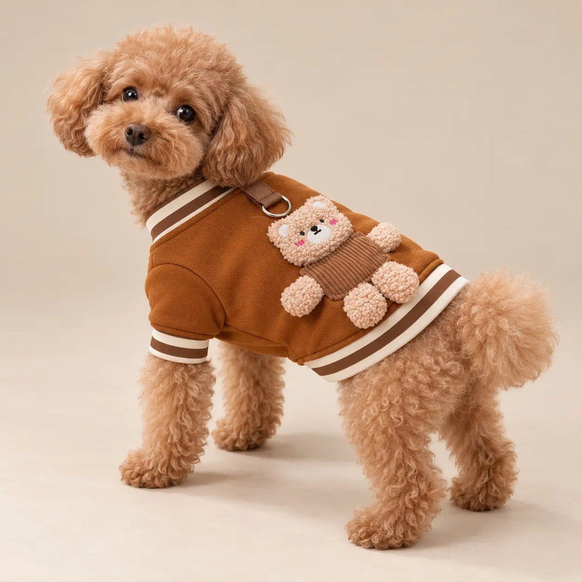 Apricot Poodle wearing a Brown Bear cotton dog sweatshirt with a plush teddy bear detail and striped trims