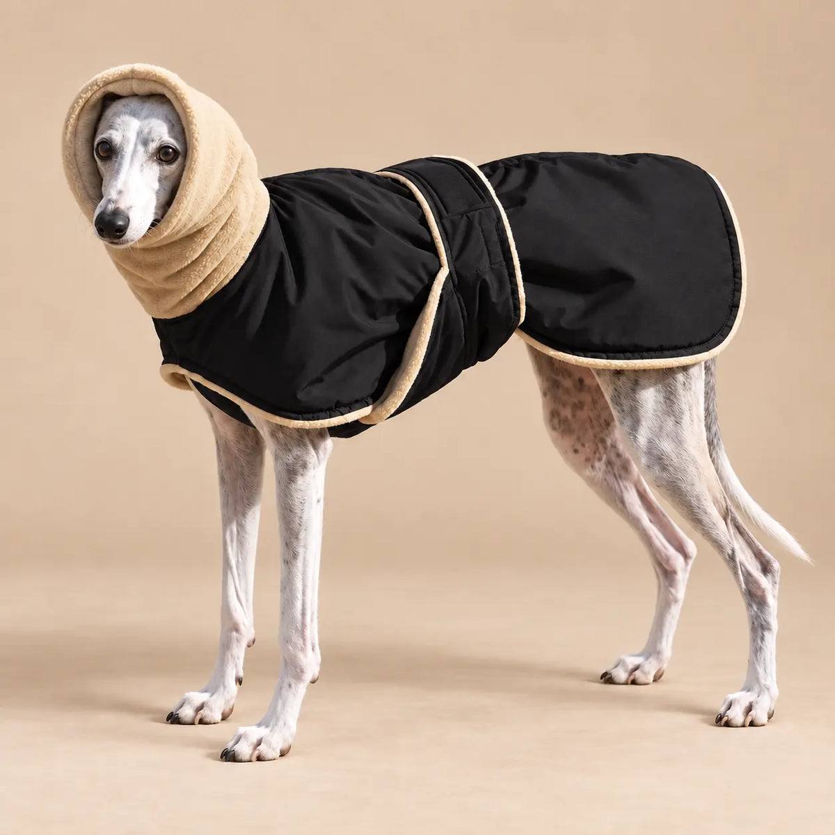 Sighthound wearing a Classic Black fleece lined dog coat with an extended cream collar