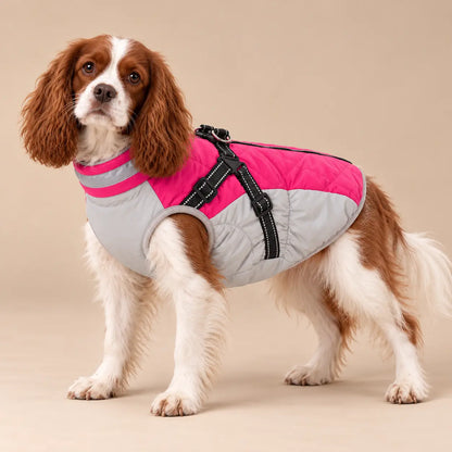 Blenheim Cavalier King Charles Spaniel wearing the pink and light-grey fleece-lined dog jacket