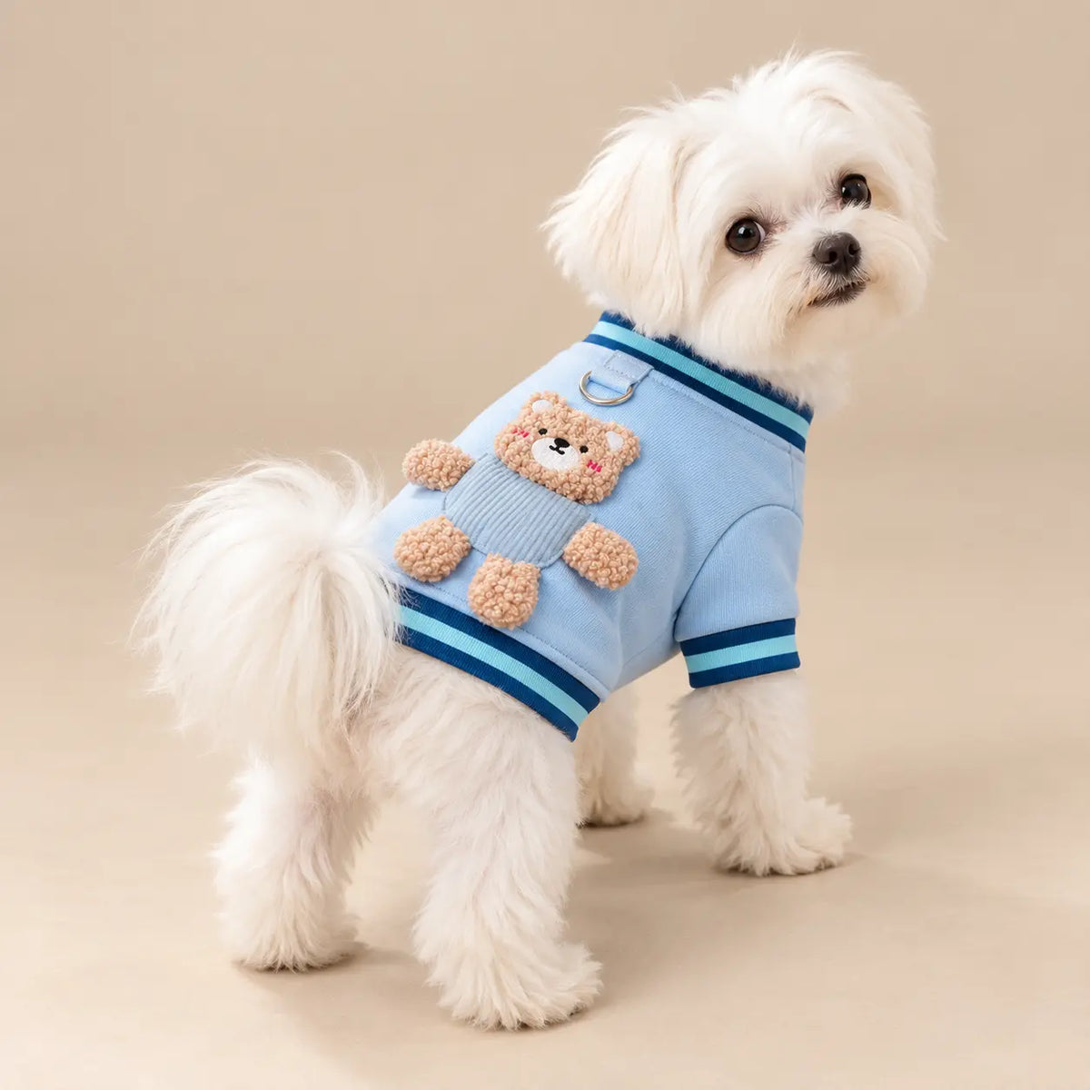 White Maltese wearing a Blue Bear cotton dog sweatshirt, viewed from the side and back