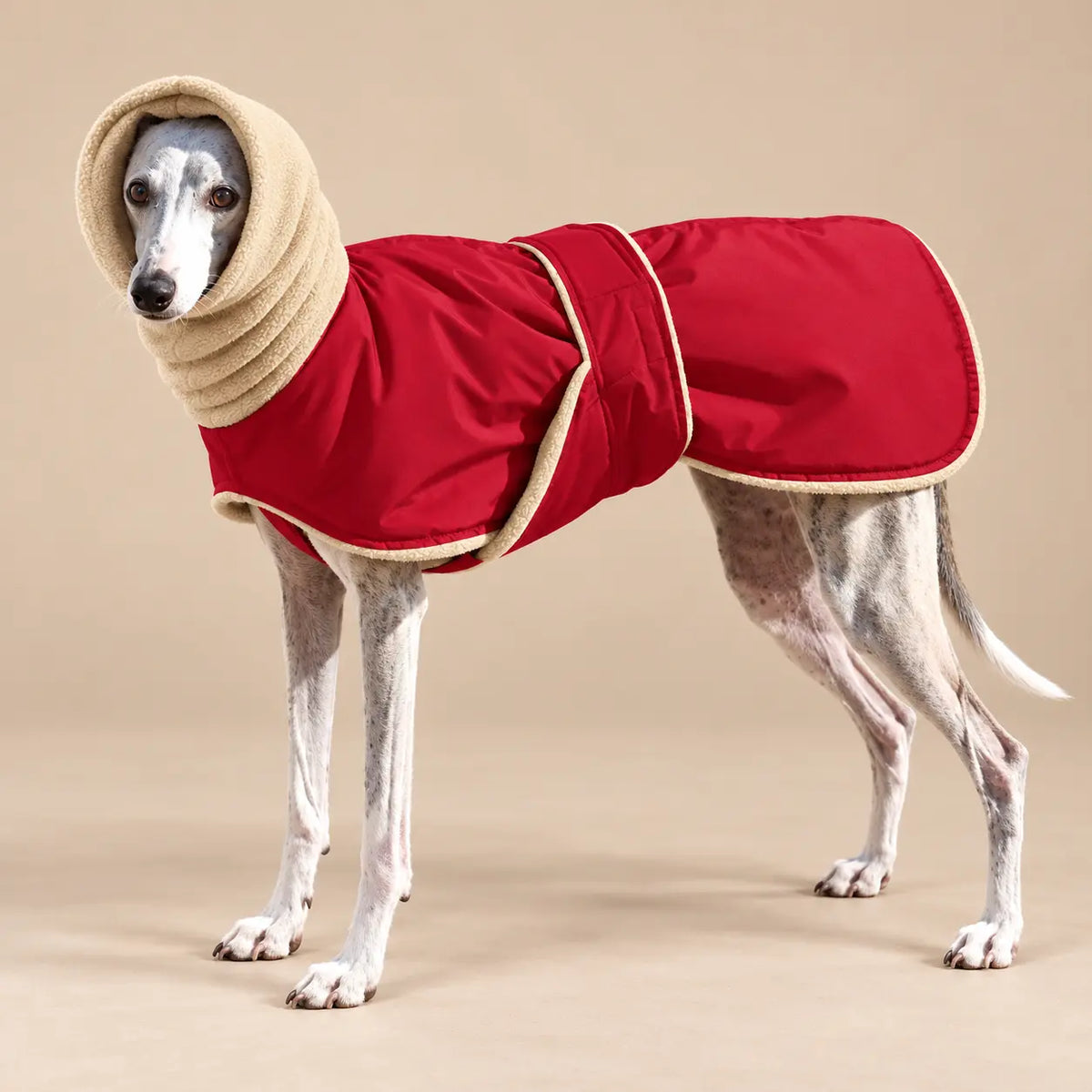 Sighthound wearing a Crimson Red fleece lined dog coat with an extended cream collar