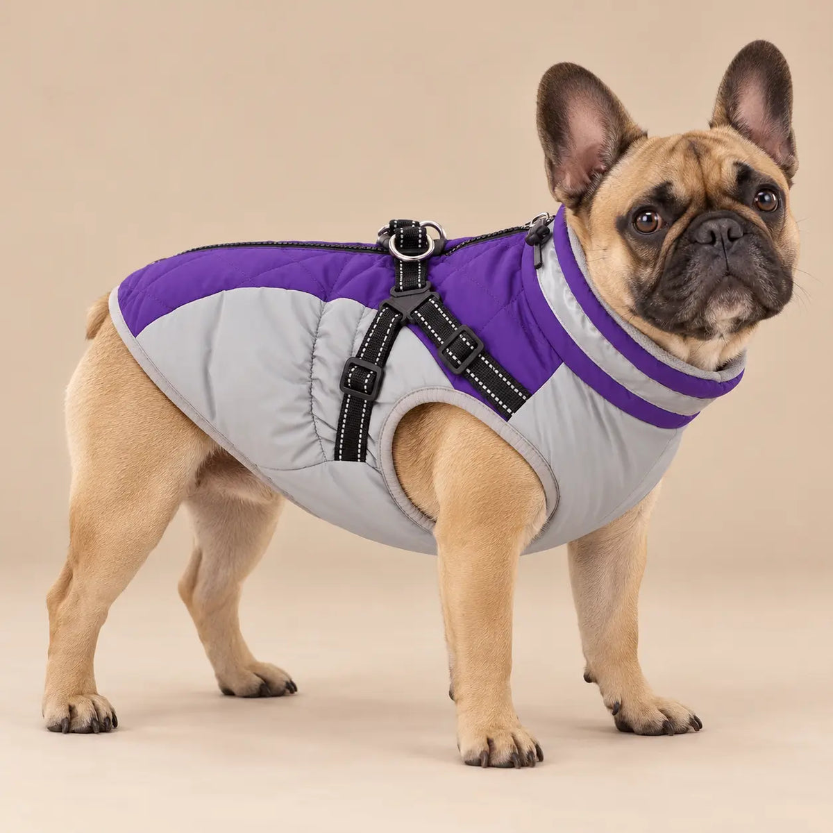 Fawn French Bulldog wearing the purple and light-grey fleece-lined dog jacket