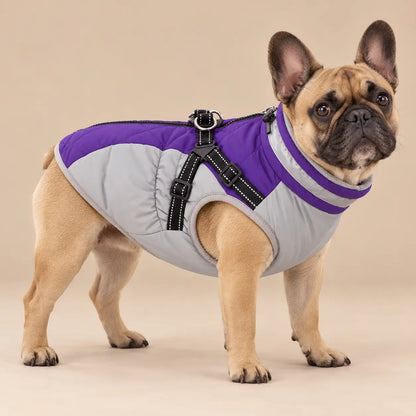 Fawn French Bulldog wearing the purple and light-grey fleece-lined dog jacket