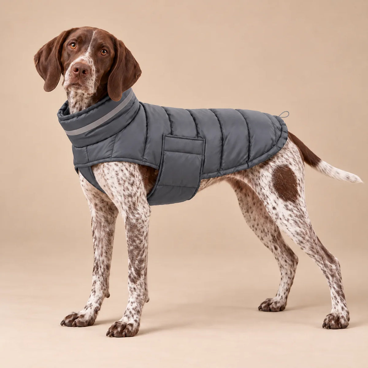 German Shorthaired Pointer wearing the grey padded winter dog coat with adjustable collar