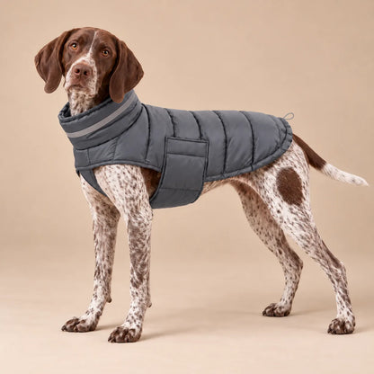 German Shorthaired Pointer wearing the grey padded winter dog coat with adjustable collar
