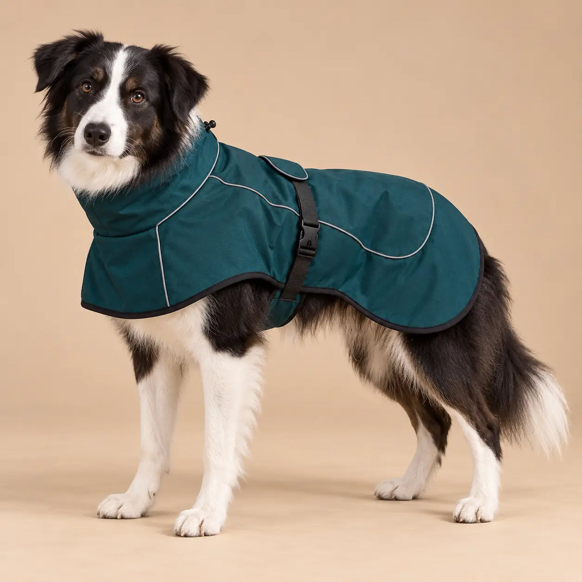 Border Collie wearing the Deep Teal fleece-lined dog windbreaker with reflective trim
