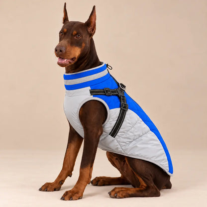Red Doberman wearing the blue and light-grey fleece-lined dog jacket with integrated harness