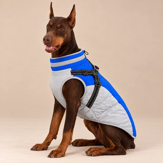 Red Doberman wearing the blue and light-grey fleece-lined dog jacket with integrated harness