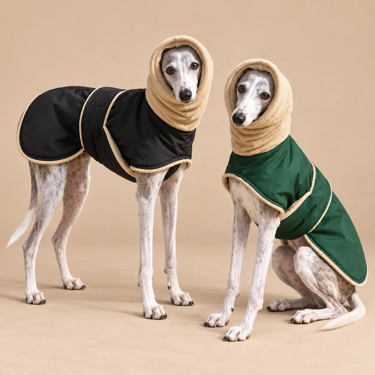 Two sighthounds wearing black and forest green fleece lined dog coats with cream neck collars
