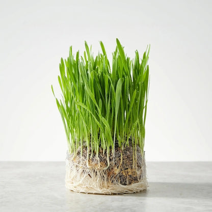 Organic Cat Grass Snack