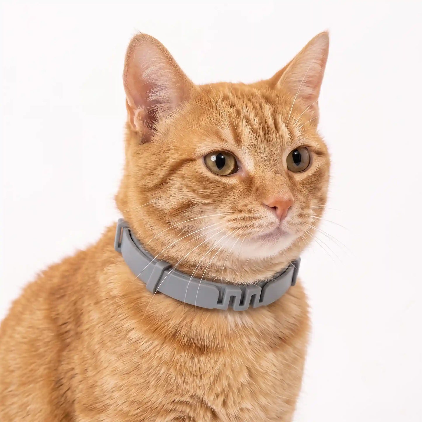 Flea & Tick Collar for Dogs & Cats – 8 Month Protection | Vovixy
