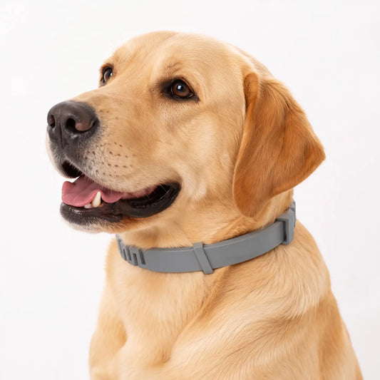 Flea & Tick Collar for Dogs & Cats – 8 Month Protection | Vovixy