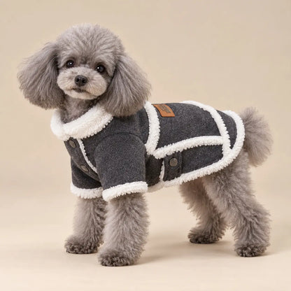 Grey Toy Poodle standing in a Dark Grey plush trim velvet winter dog coat