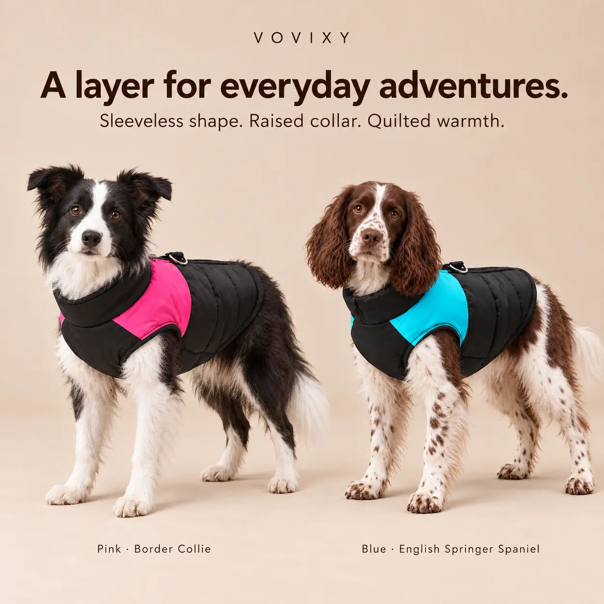 Border Collie in a pink quilted dog vest beside an English Springer Spaniel in the blue colour