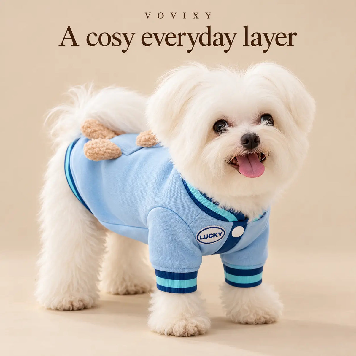 White Maltese wearing a Blue Bear dog sweatshirt, showing the front neckline and short sleeves