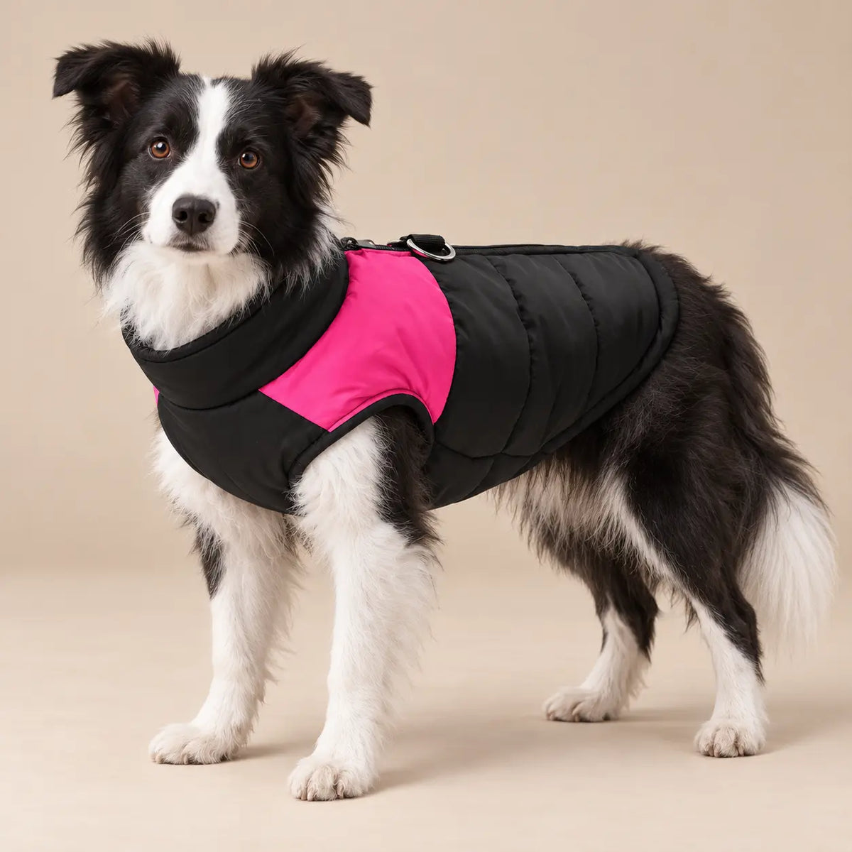 Black and white Border Collie wearing the pink and black quilted dog vest