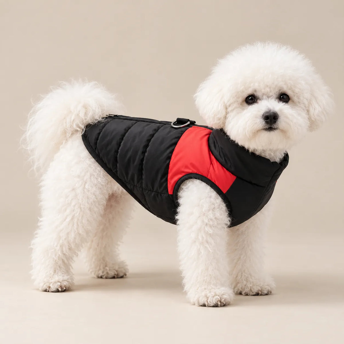 White Bichon Frise wearing the red and black quilted dog vest