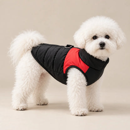 White Bichon Frise wearing the red and black quilted dog vest